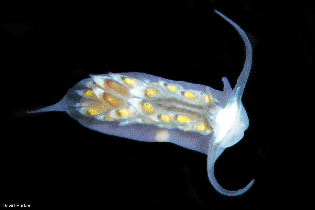 Image of Cerberilla incola