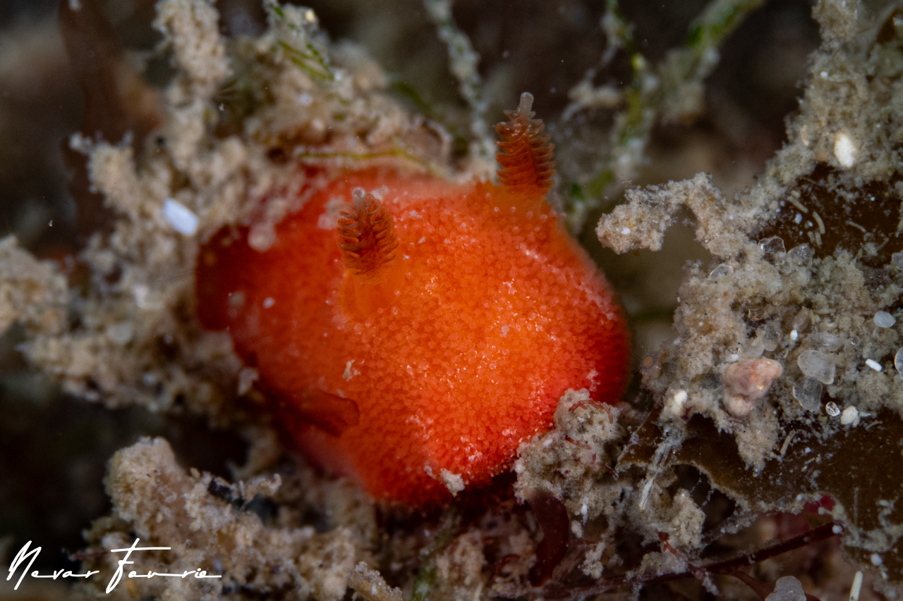 Image of Rostanga arbutus