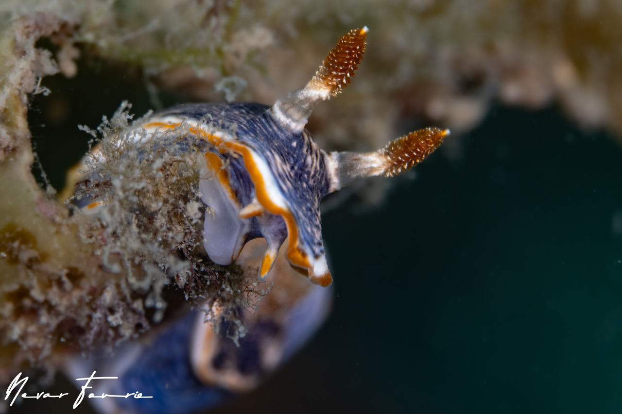 Image of Chromodoris sp. 1