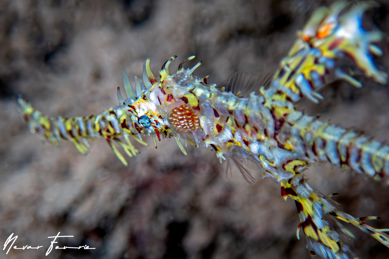 Image of Solenostomus paradoxus