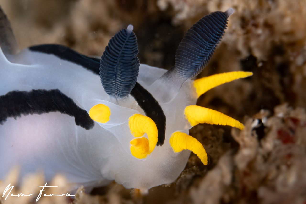 Image of Polycera capensis