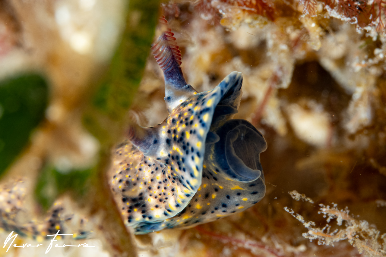 Image of Hypselodoris obscura