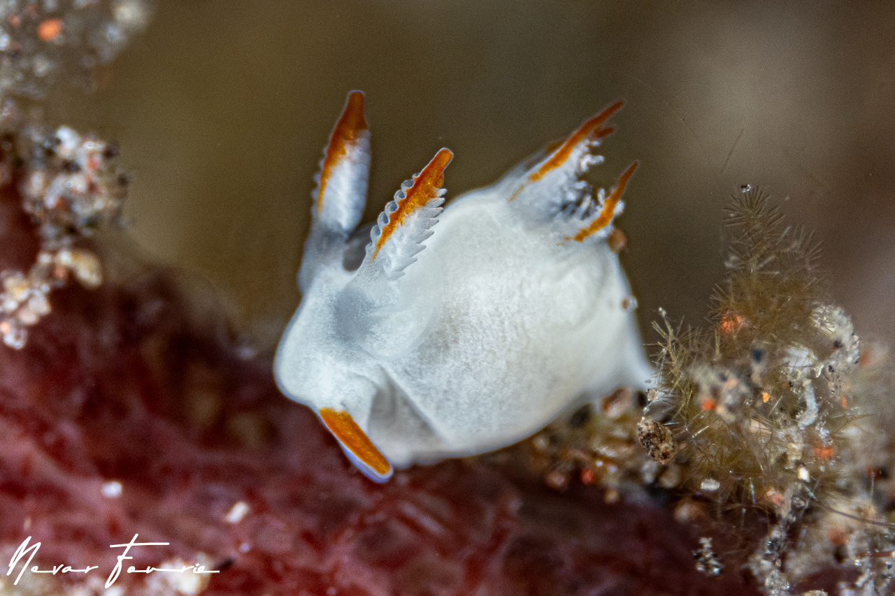 Image of Trapania vitta