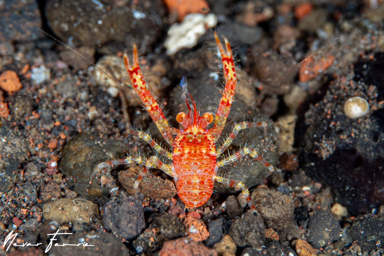 Image of Galathea sp. 1