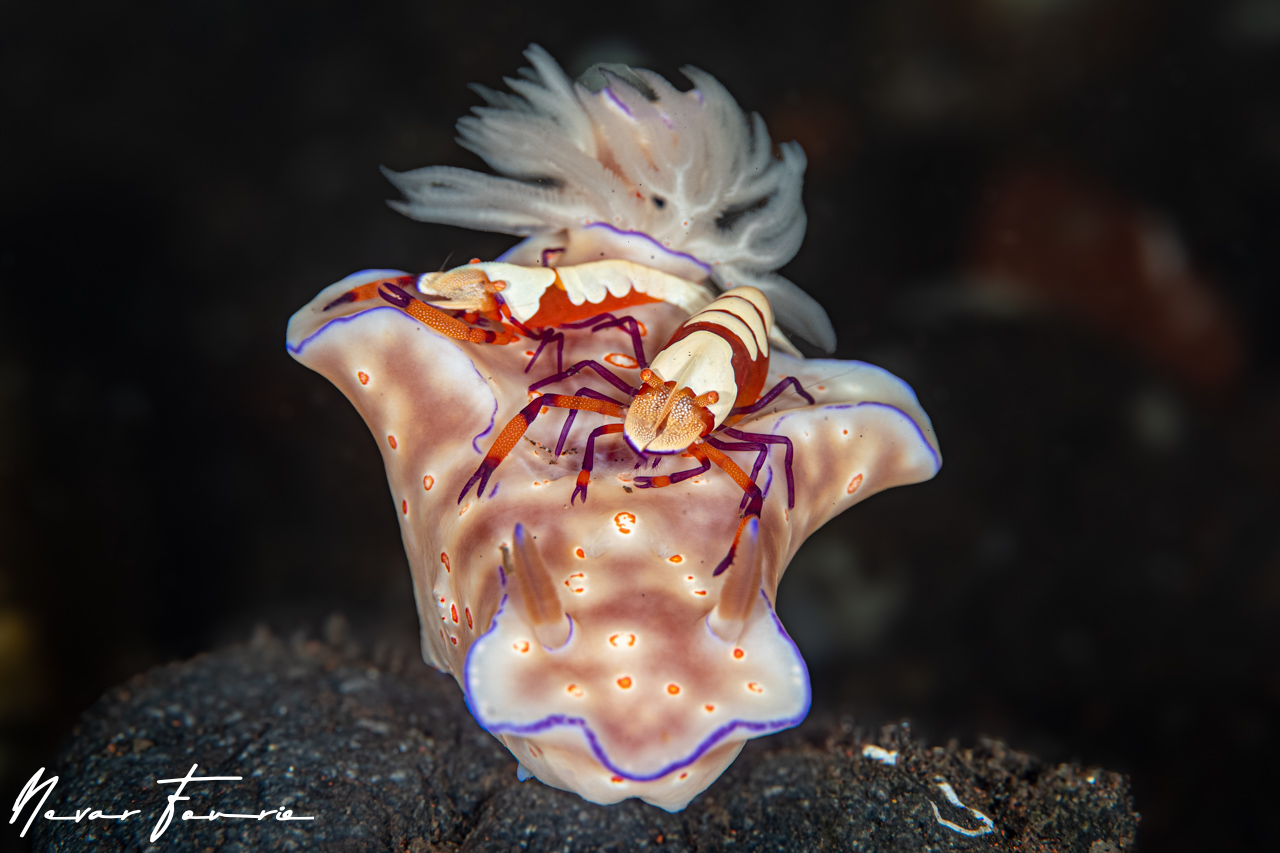 Image of Ceratosoma trilobatum