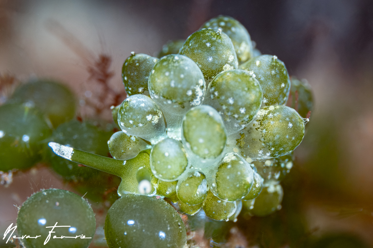 Image of Sacoproteus smaragdinus