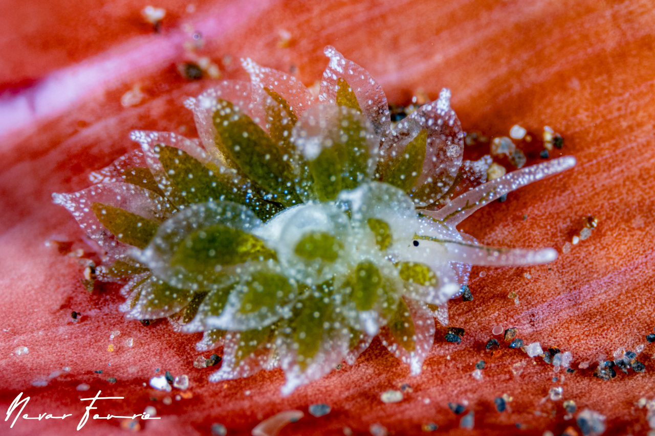 Image of Ercolania sp. 2