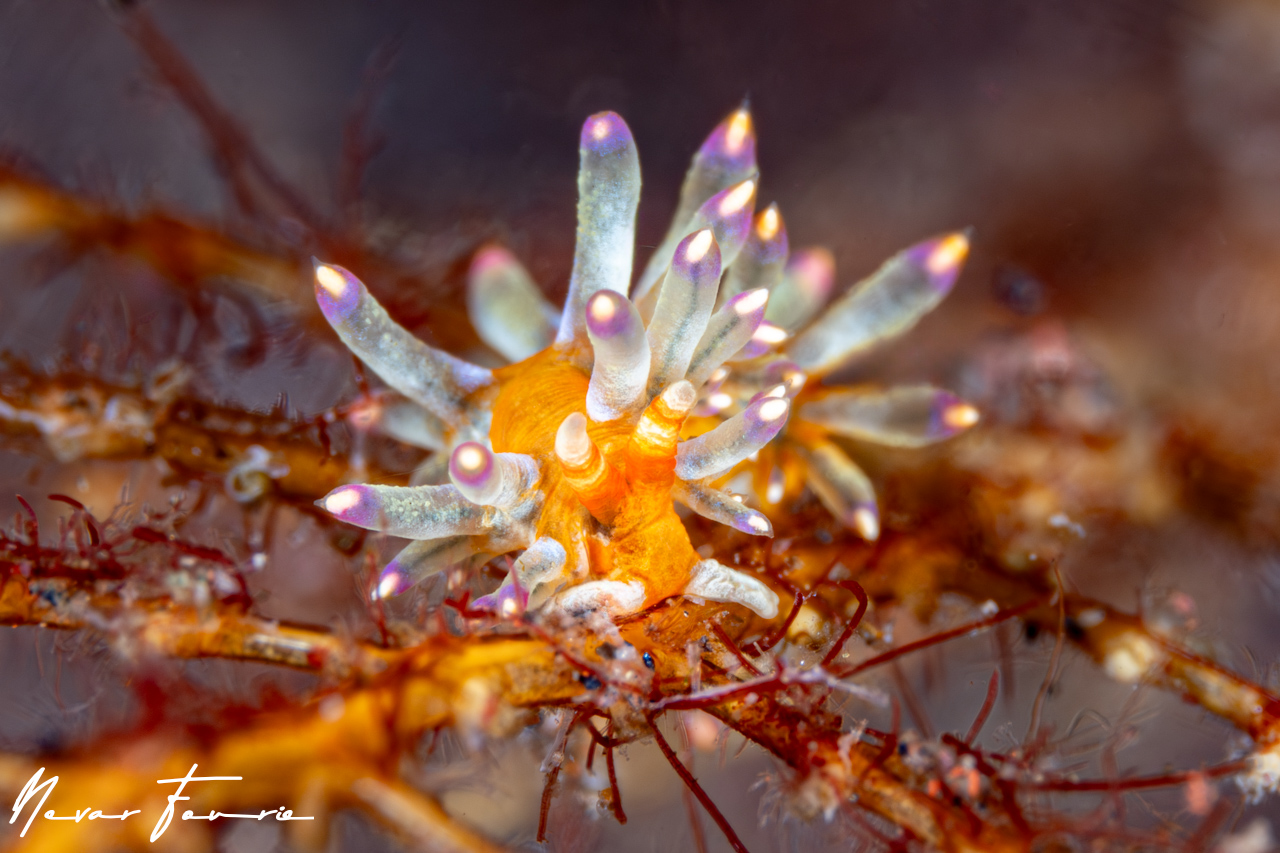 Image of Trinchesia sp. 5