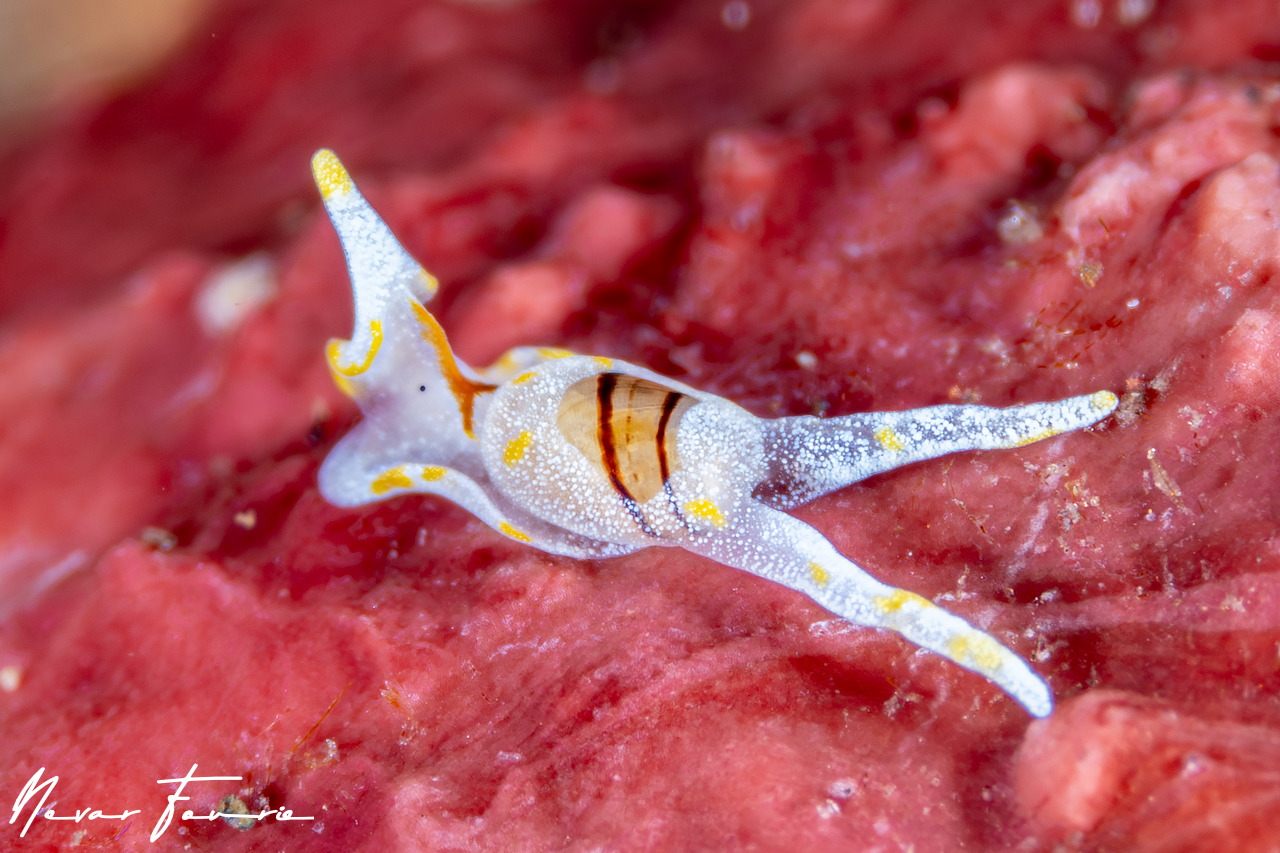 Image of Noalda sp. 1