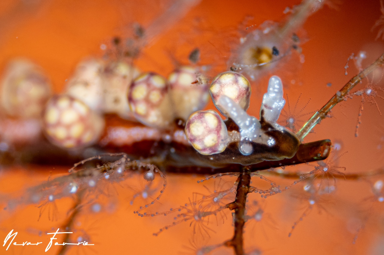 Image of Kabeiro sp. 2