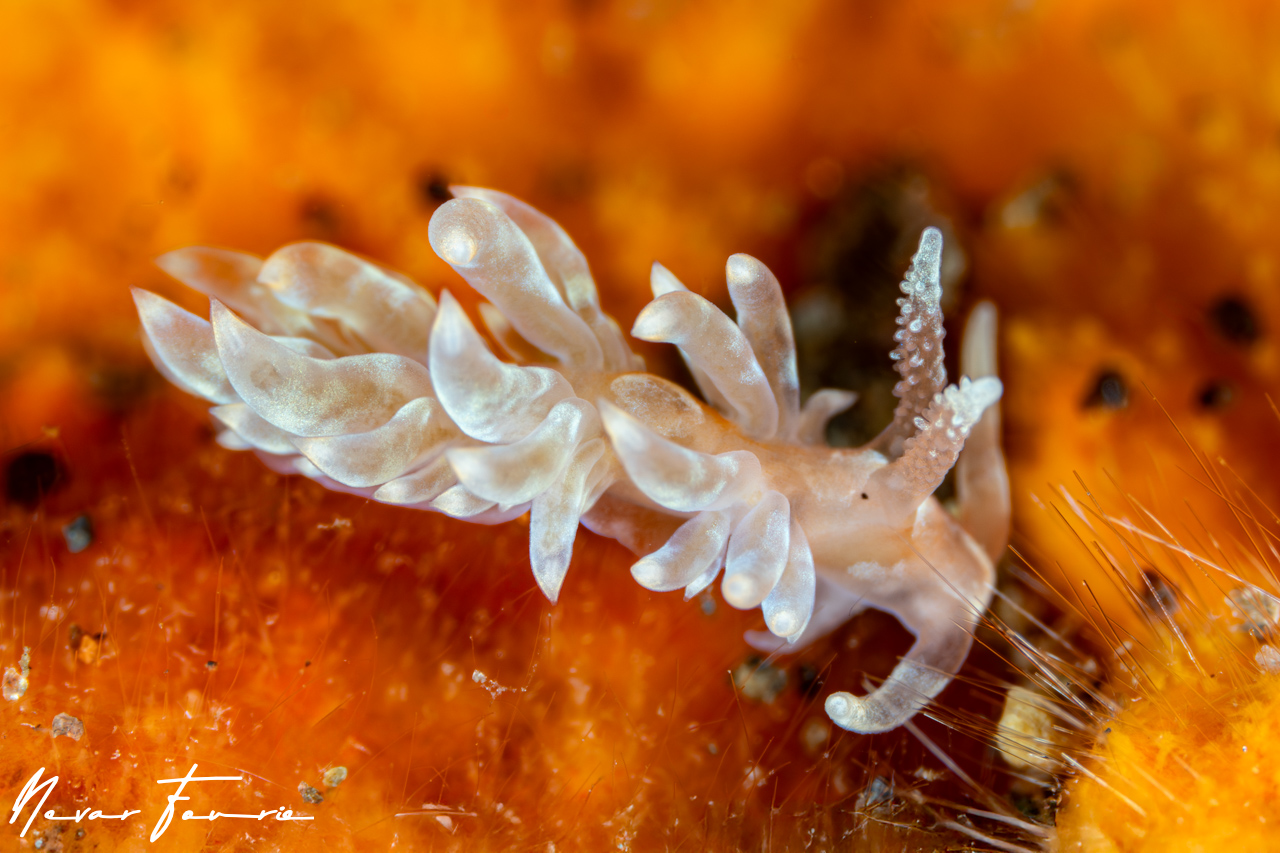 Image of Baeolidia salaamica