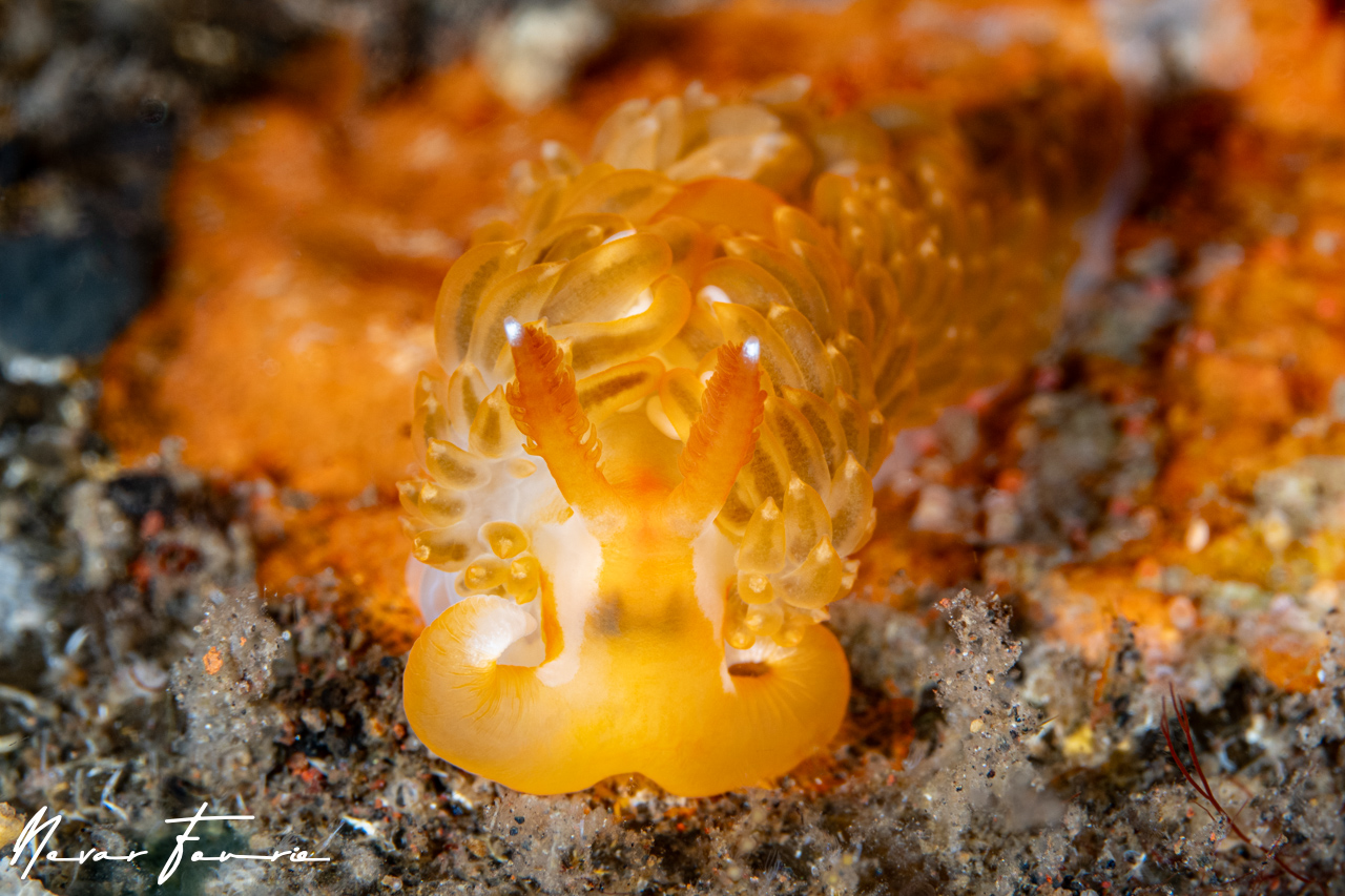 Image of Moridilla brockii