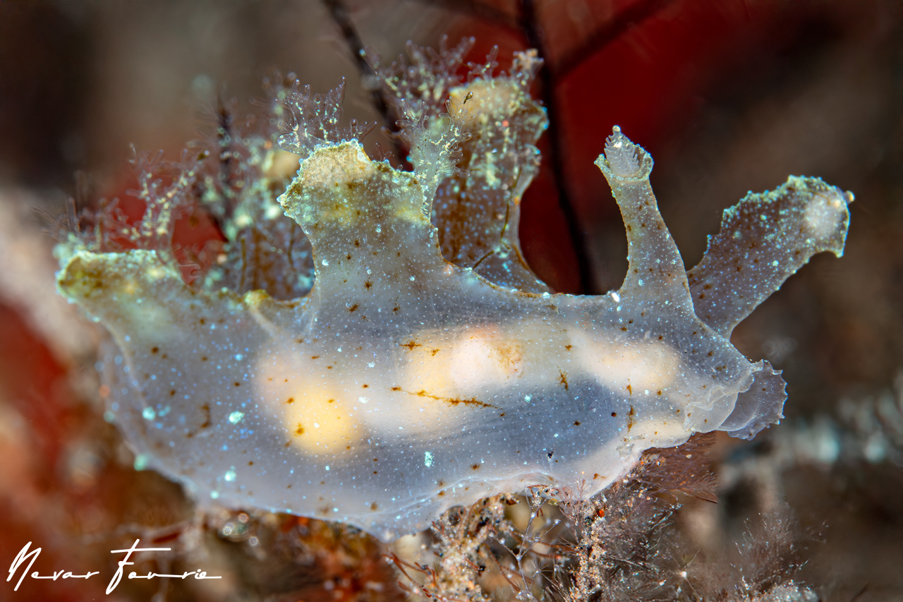 Image of Notobryon wardi