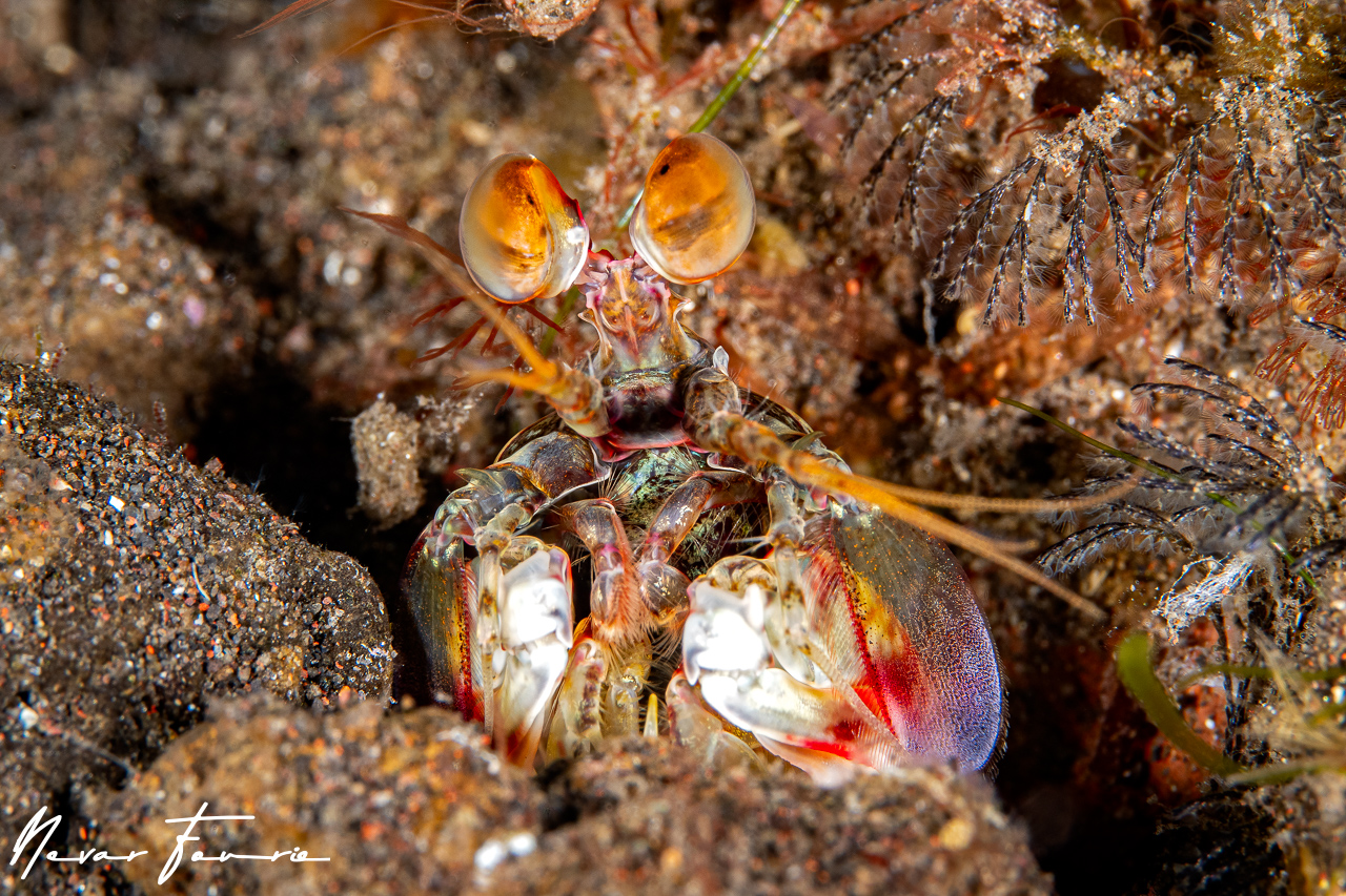 Image of Odontodactylus