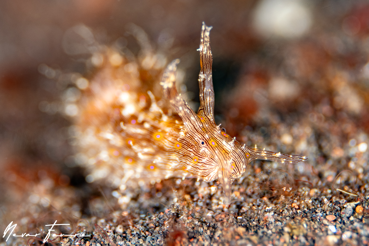 Image of Stylocheilus striatus