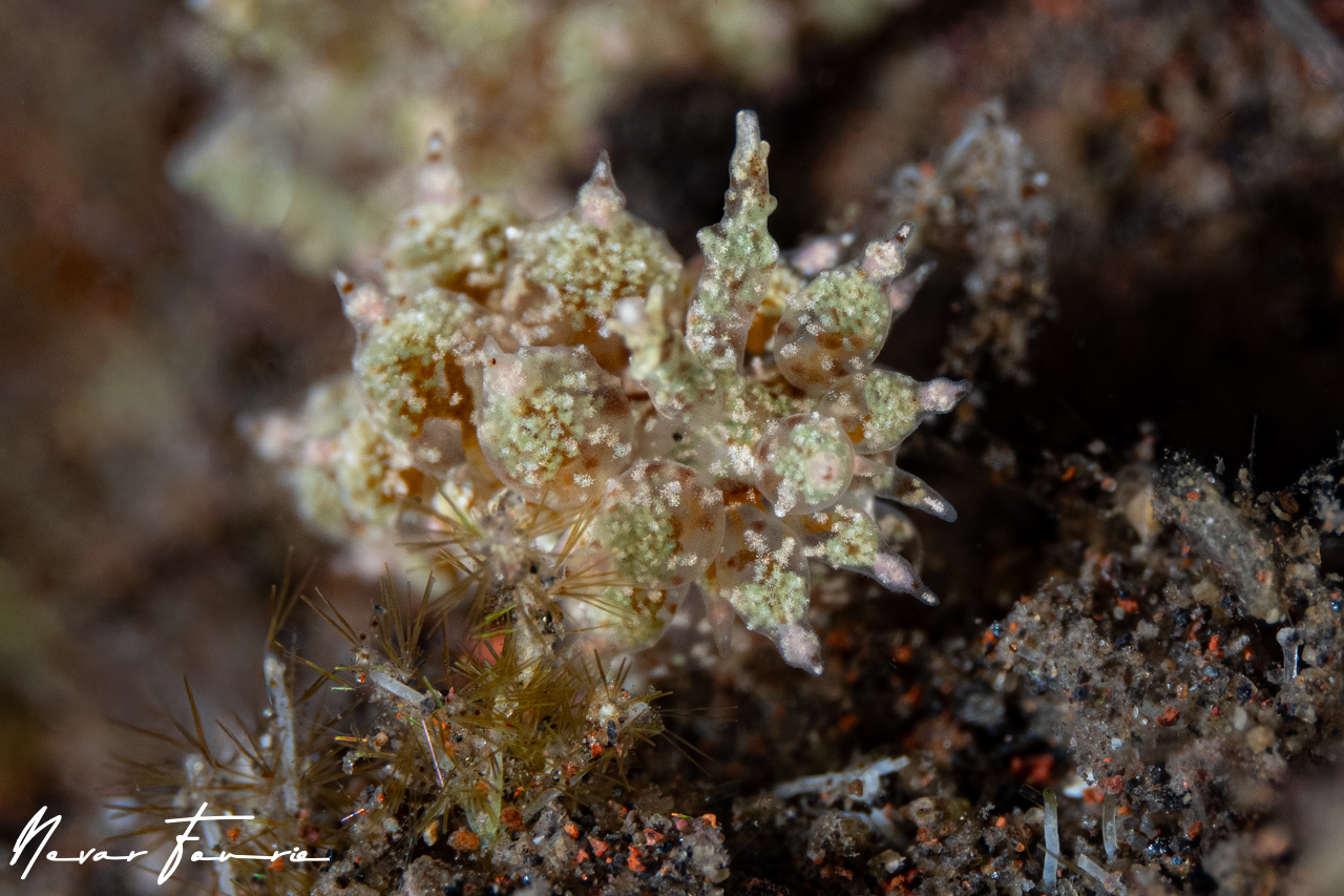 Image of Janolus incrustans