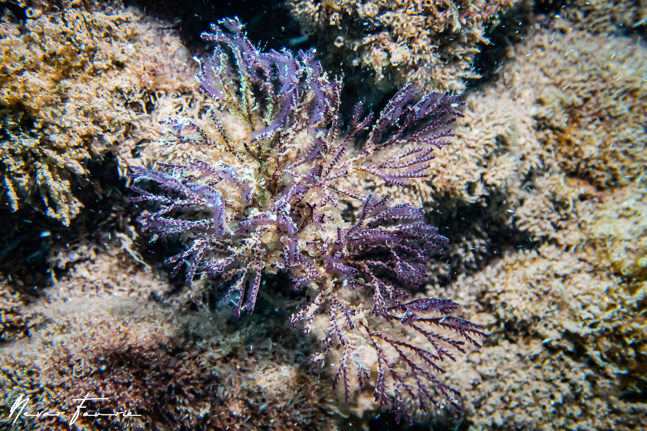 Image of Soft Corals Various