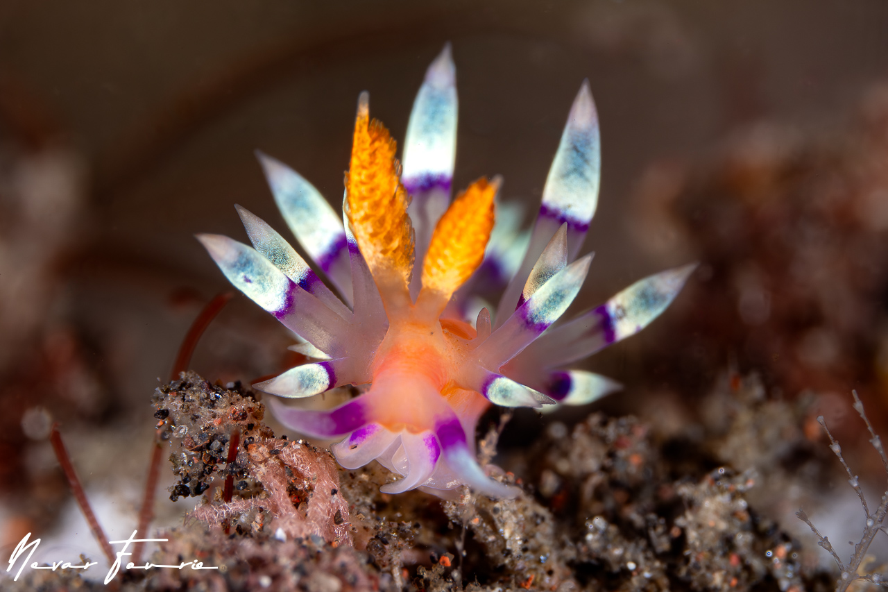 Image of Coryphellina