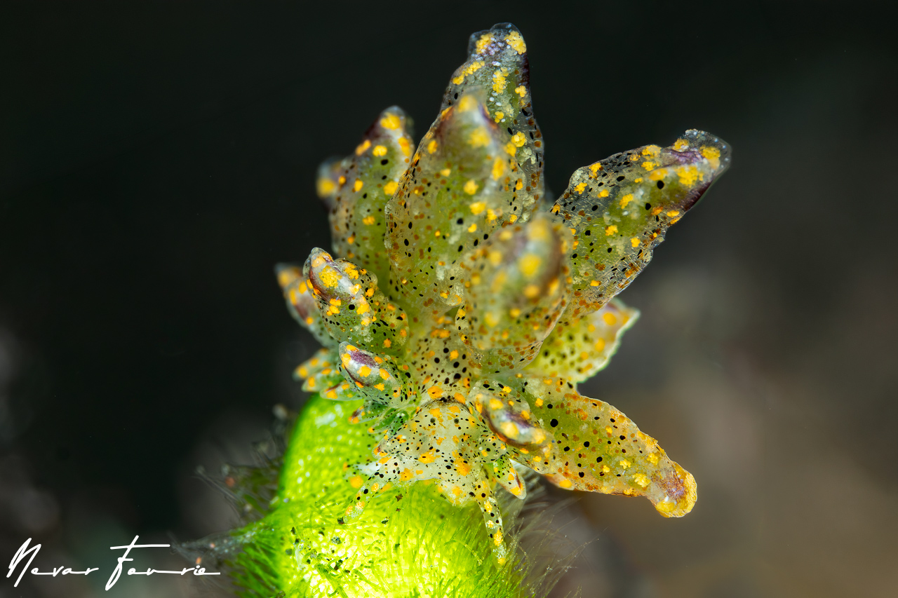 Image of Mourgona sp. 1