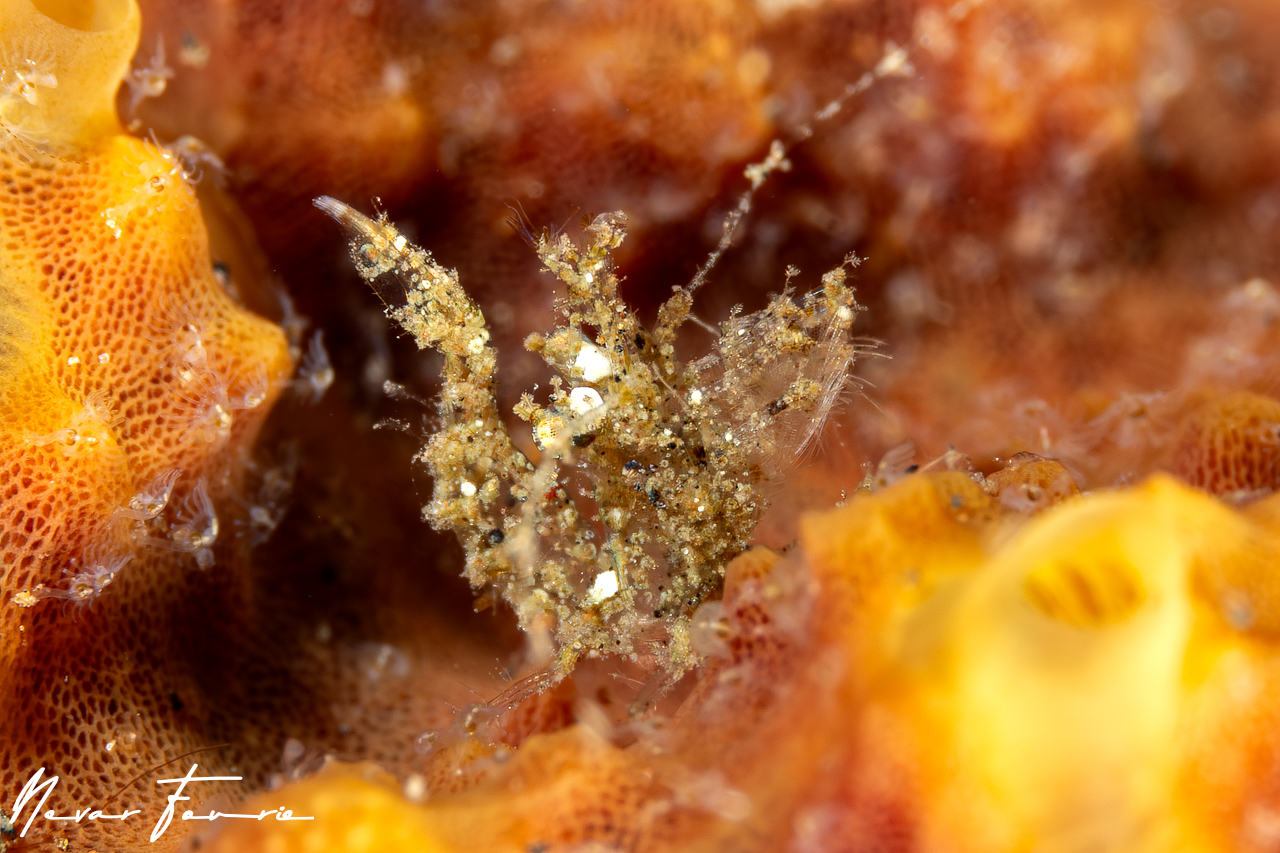 Image of Neostylodactylus litoralis