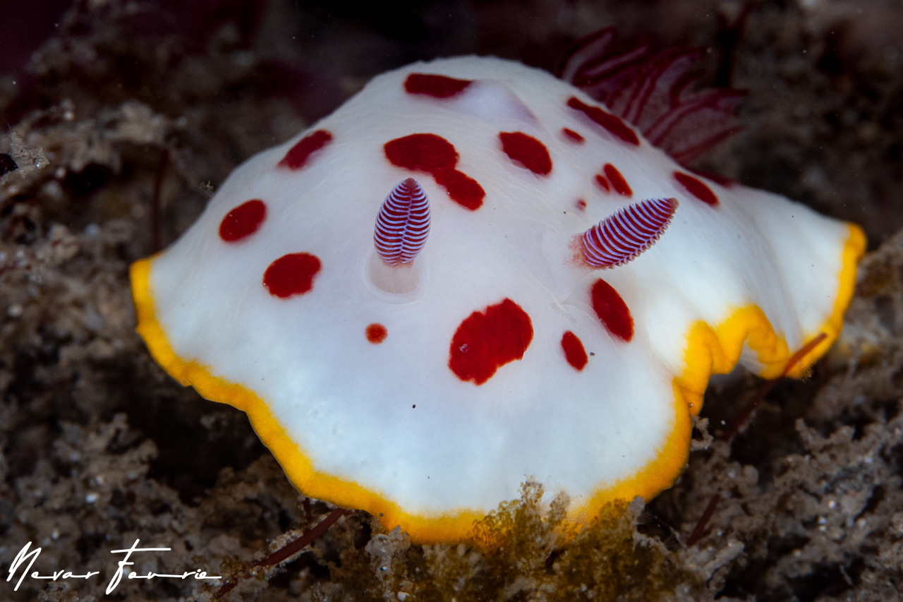 Image of Goniobranchus splendidus