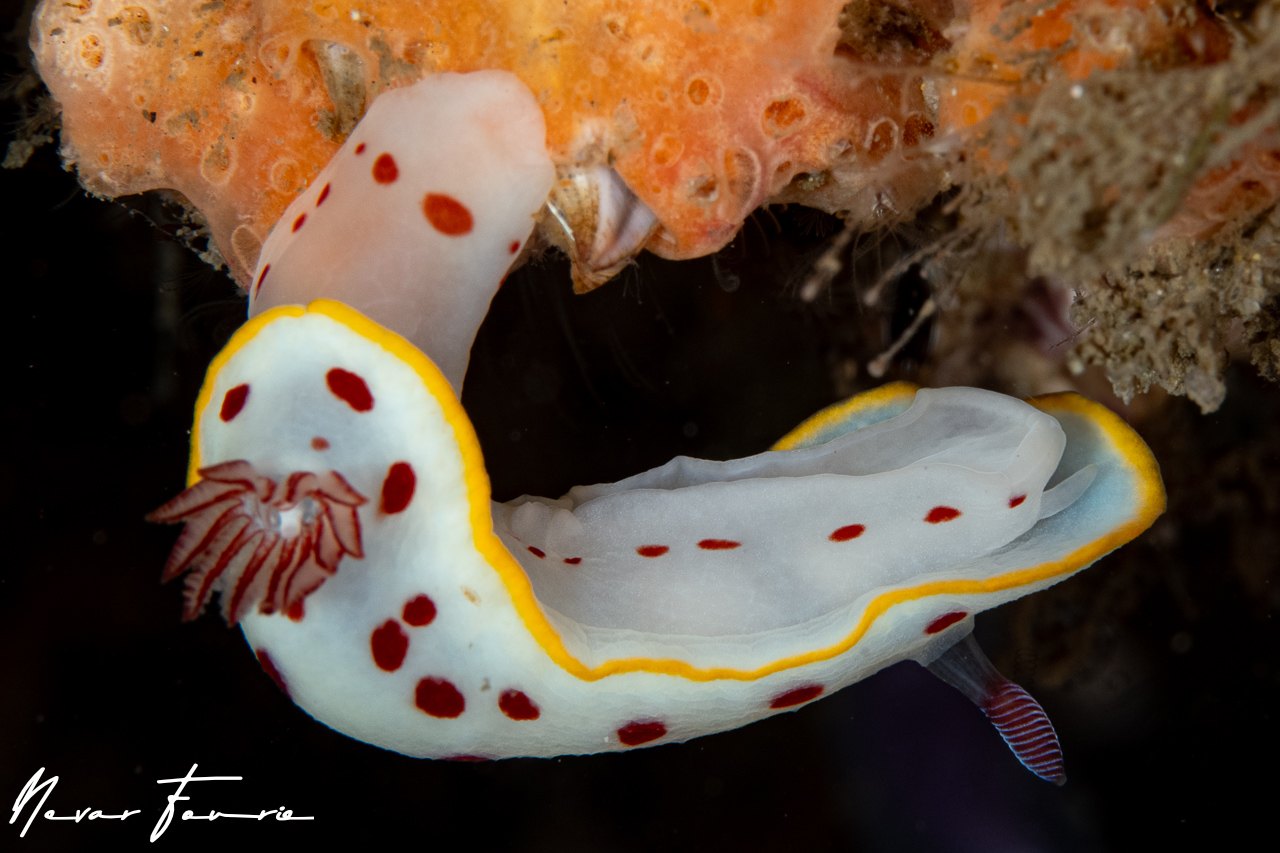 Image of Goniobranchus splendidus