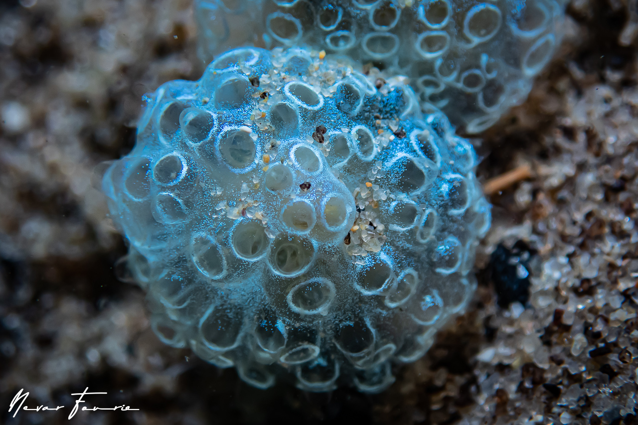 Image of Tunicates Various