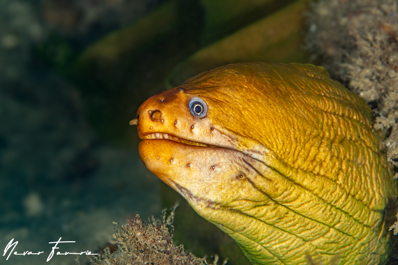 Image of Gymnothorax prasinus