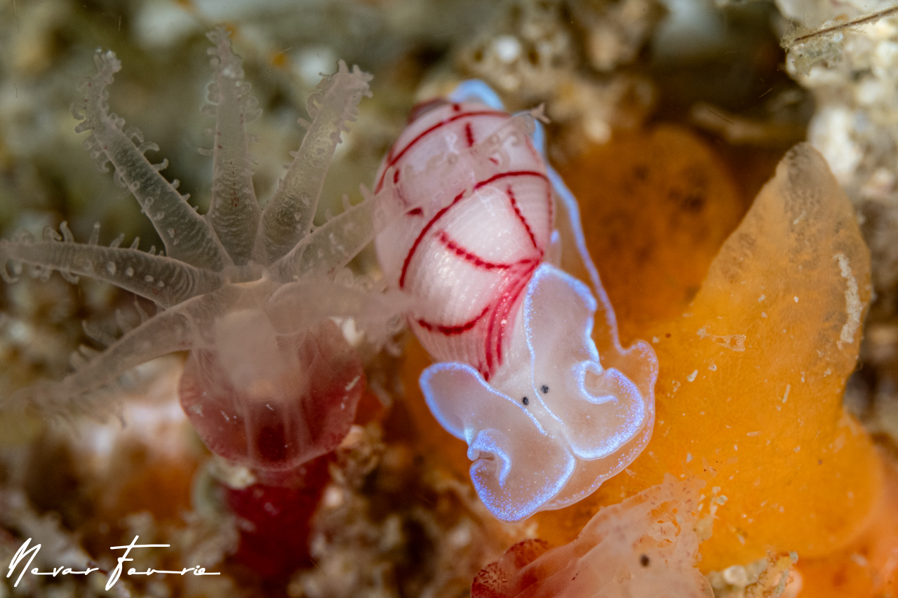 Image of Bullina lineata