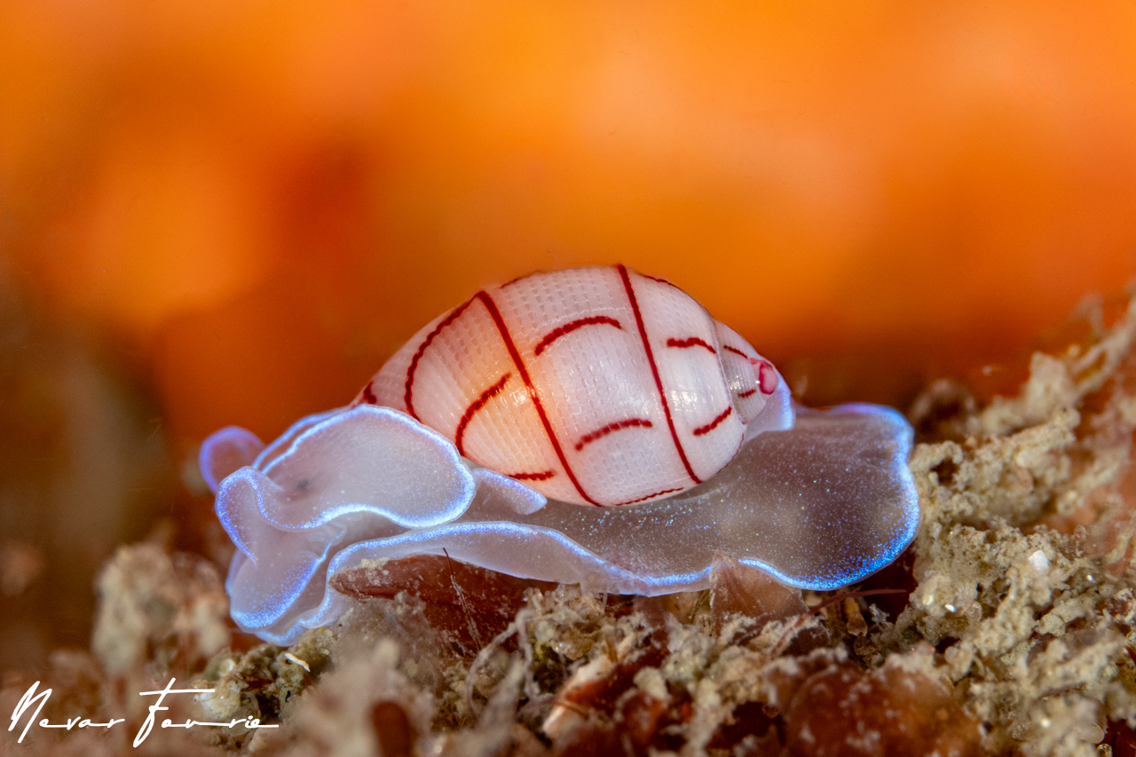 Image of Bullina lineata