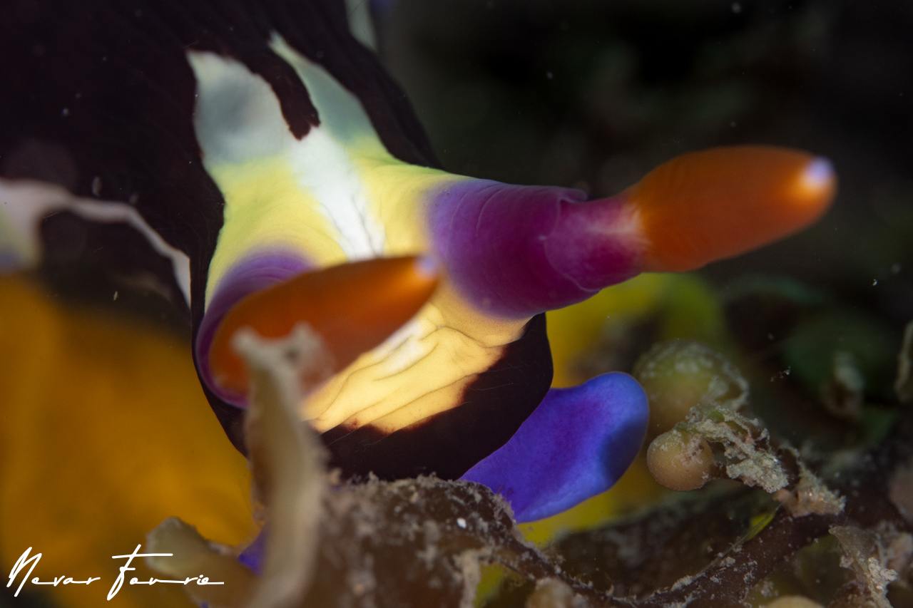 Image of Nembrotha purpureolineata