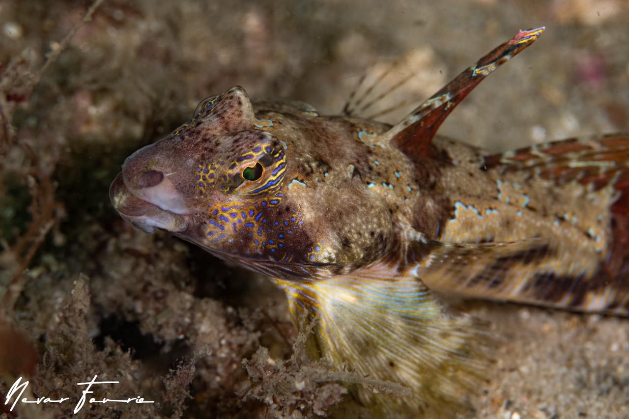 Image of Eocallionymus papilio