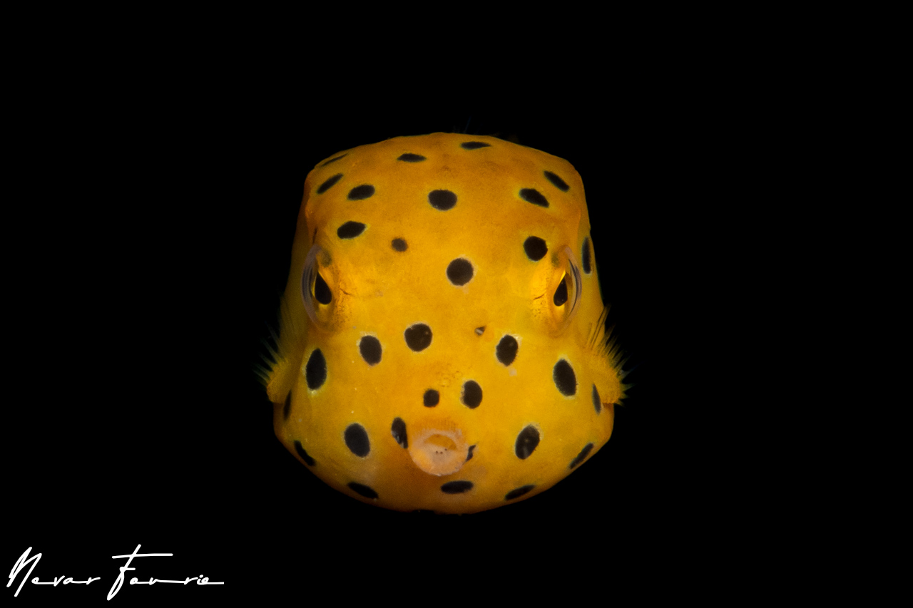 Image of Ostracion cubicus