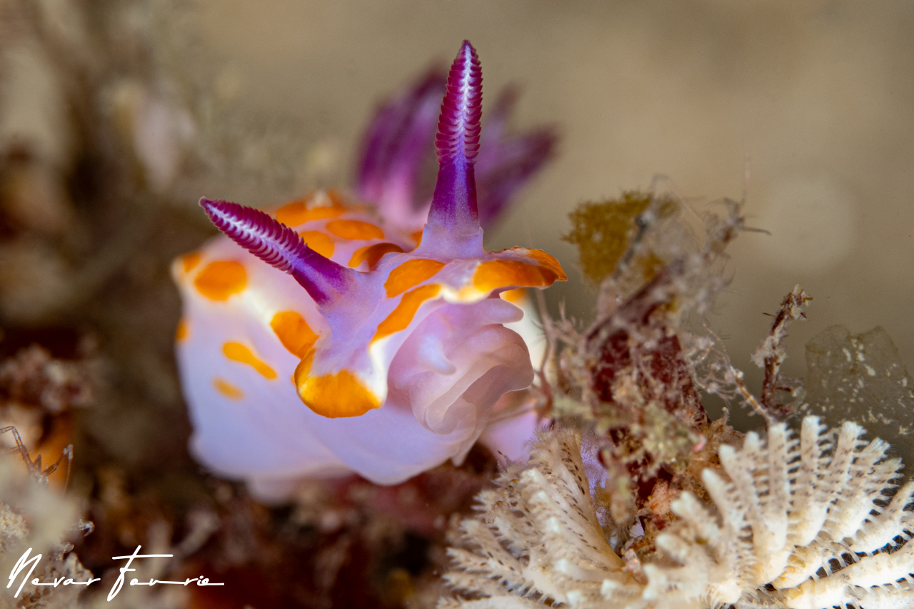 Image of Ceratosoma amoenum