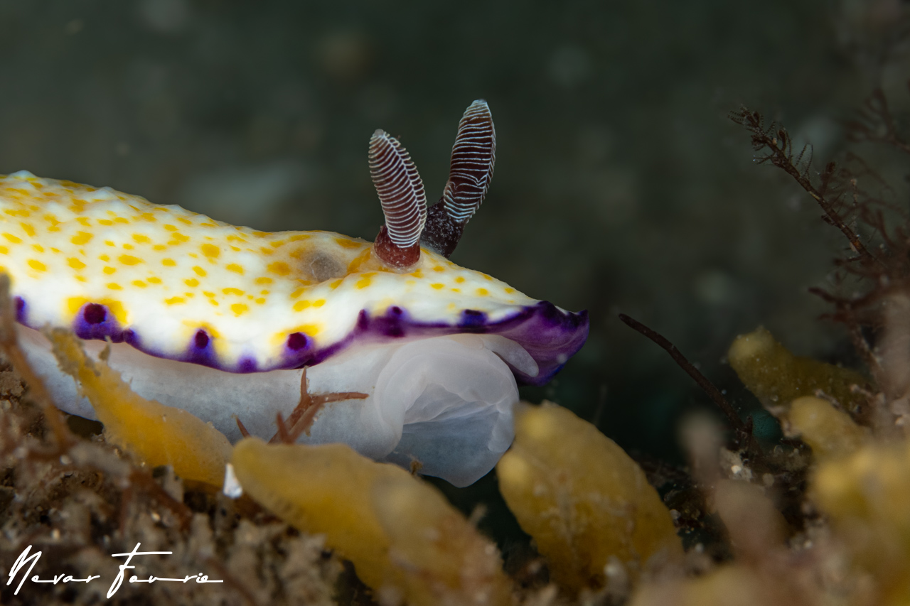 Image of Goniobranchus sp. 5