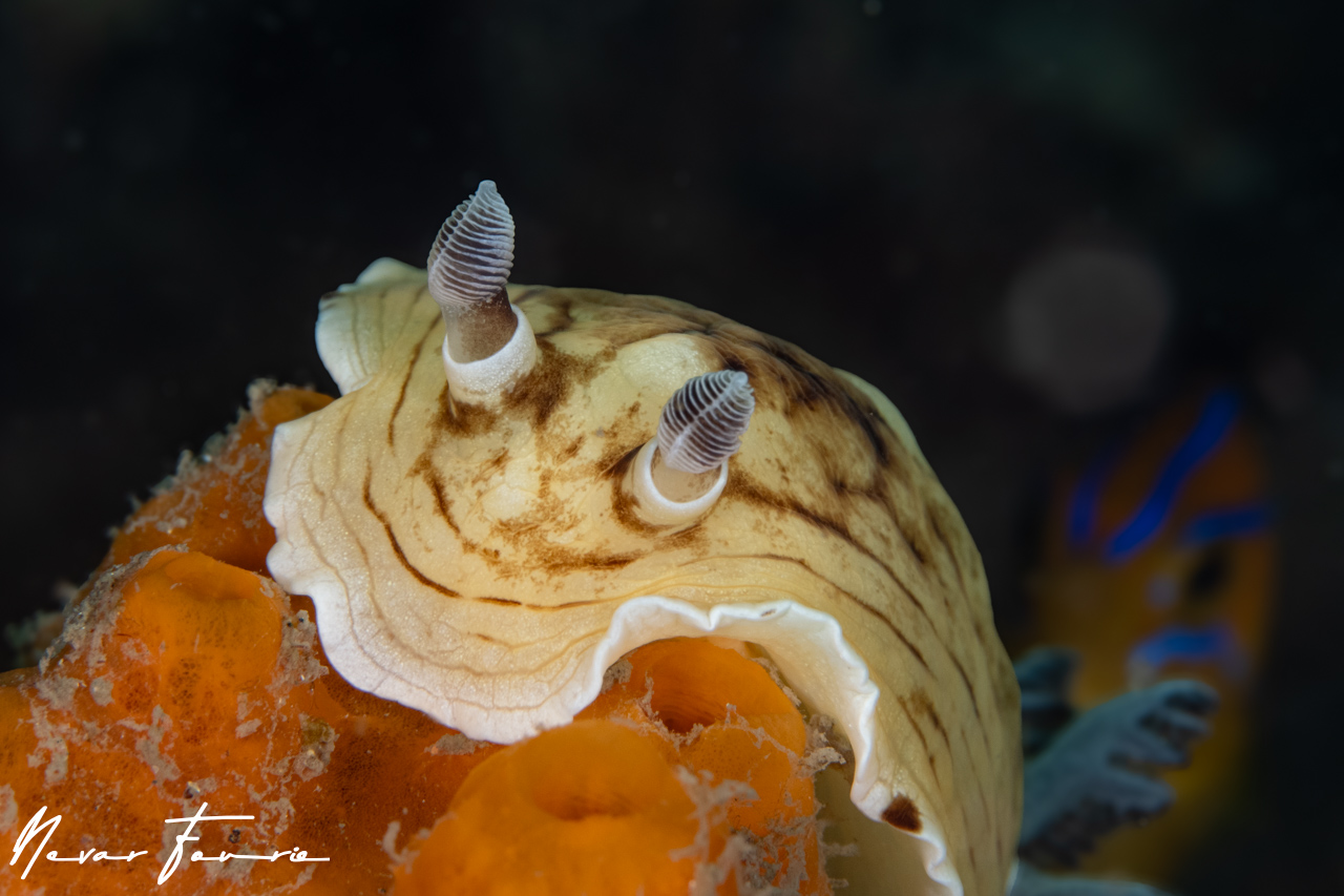 Image of Aphelodoris varia