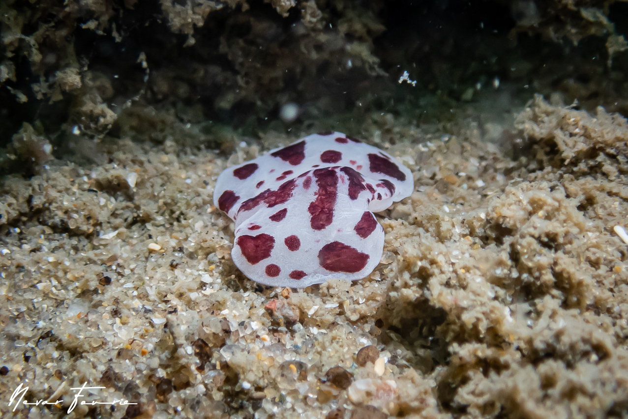 Image of Unidentified Flatworm sp. 8