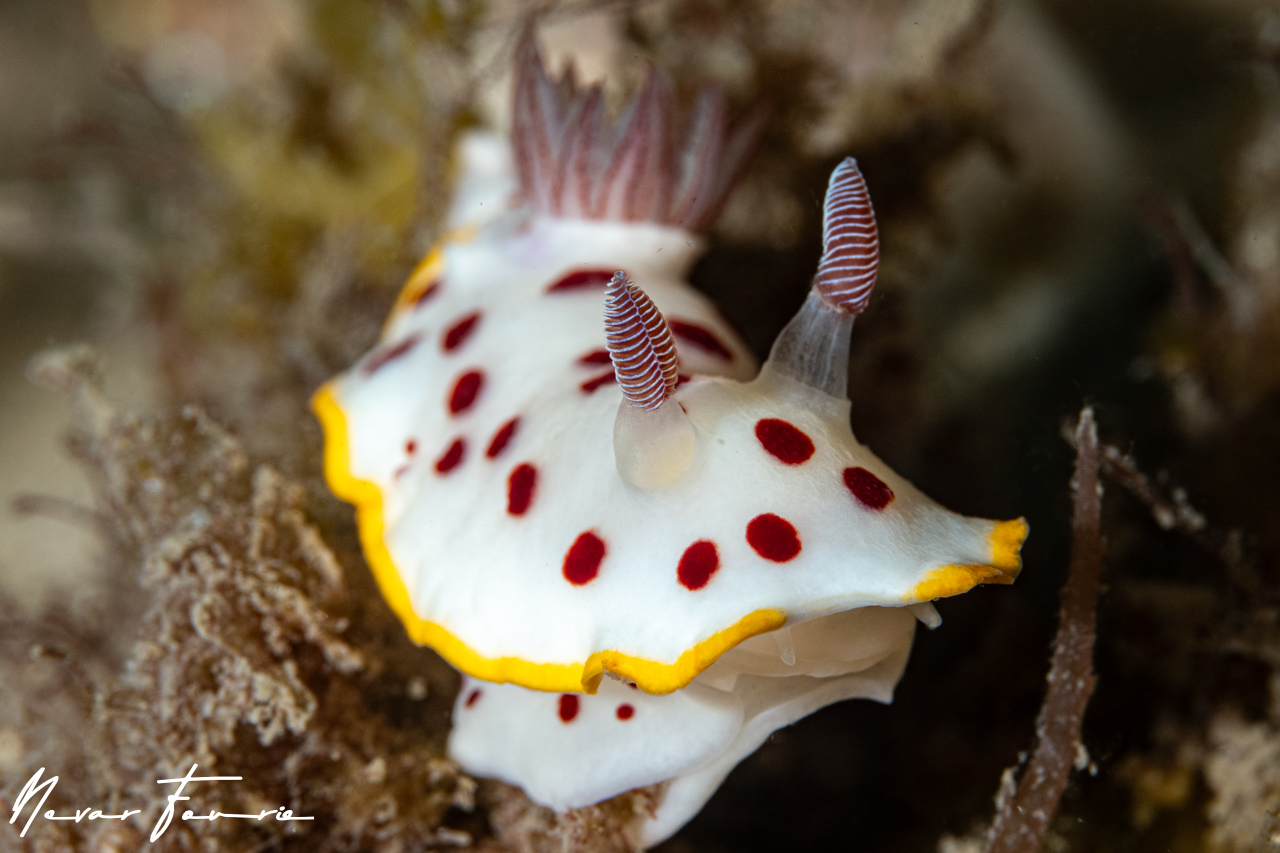 Image of Goniobranchus splendidus