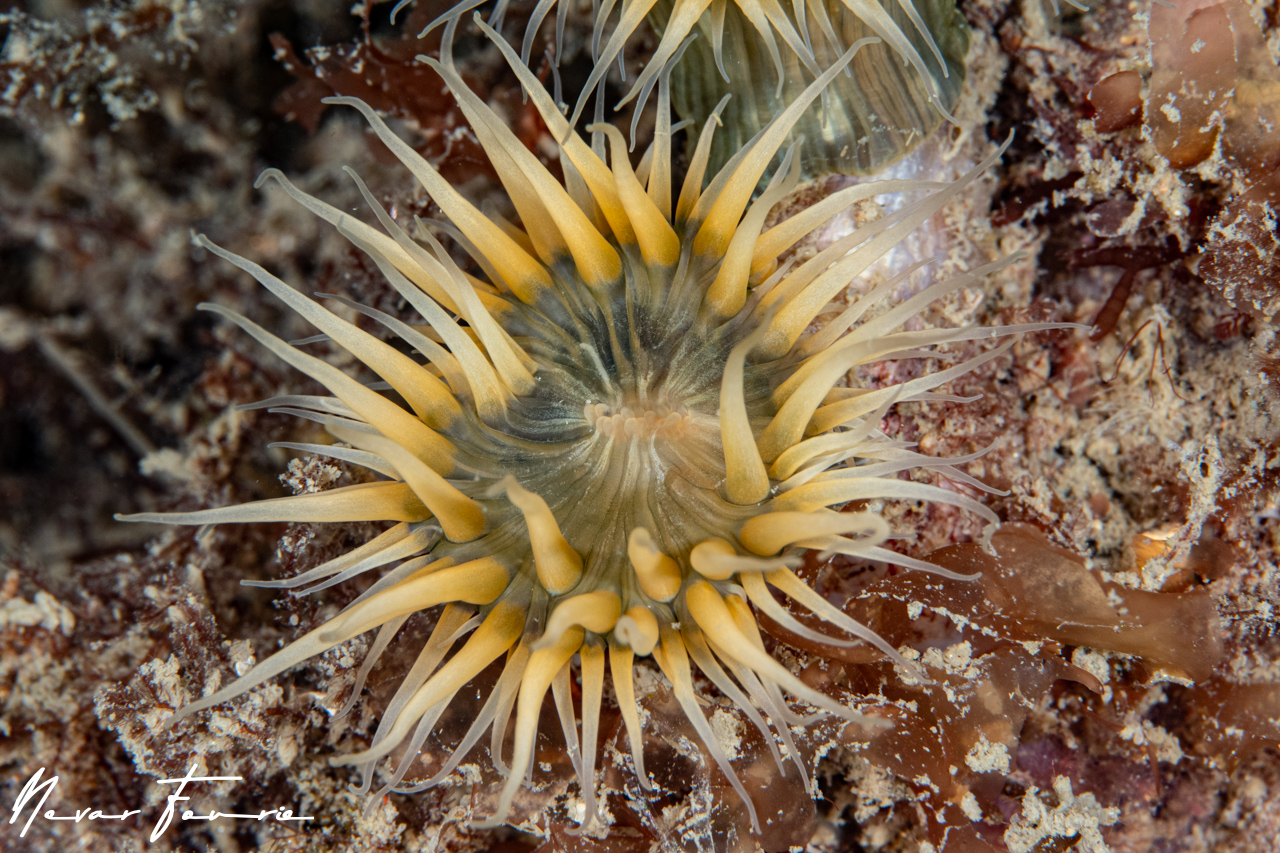 Image of Anemone Various