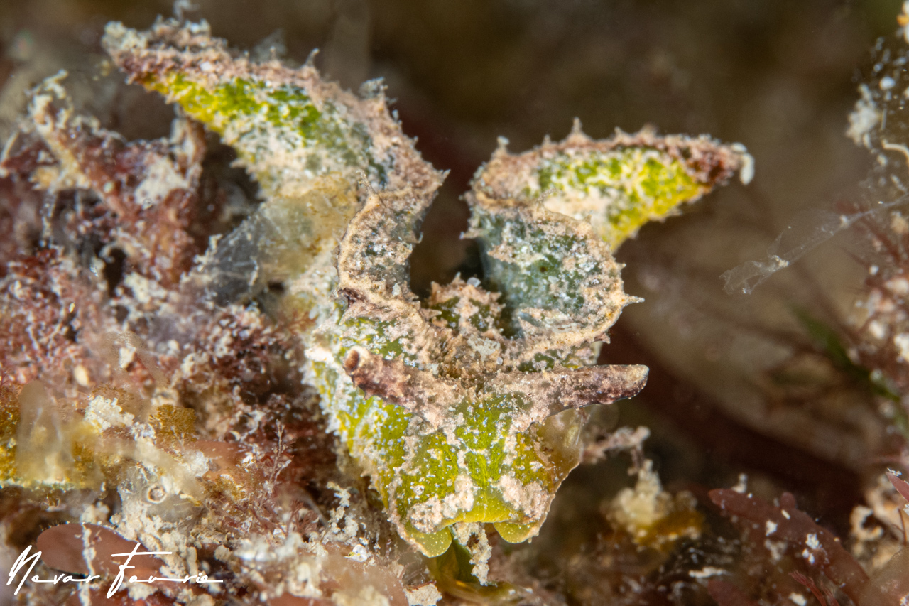 Image of Elysia tomentosa