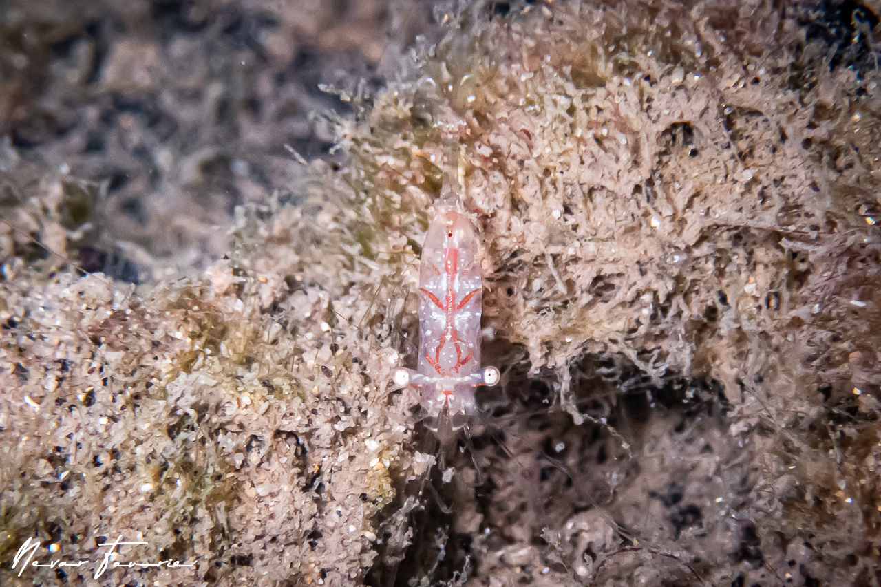 Image of Unidentified Shrimp sp. 3