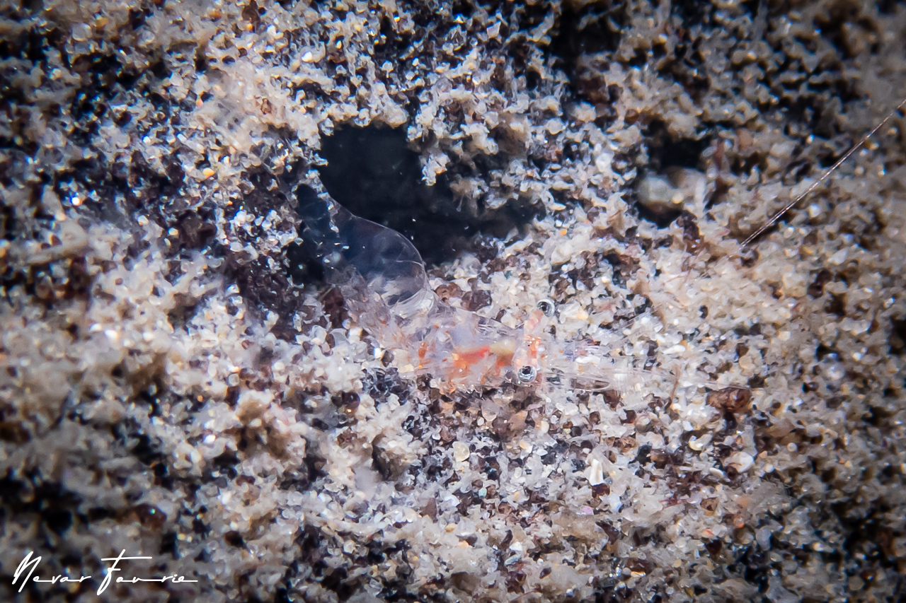 Image of Unidentified Shrimp sp. 1