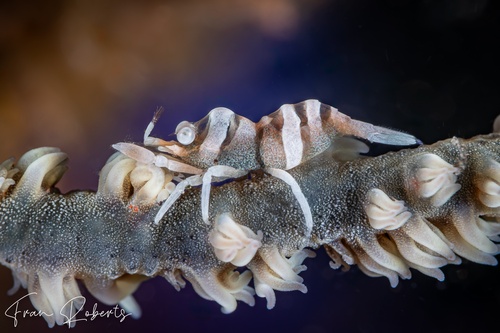 Image of Pontonides ankeri