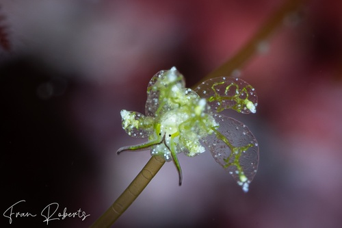 Image of Stiliger sp. 2