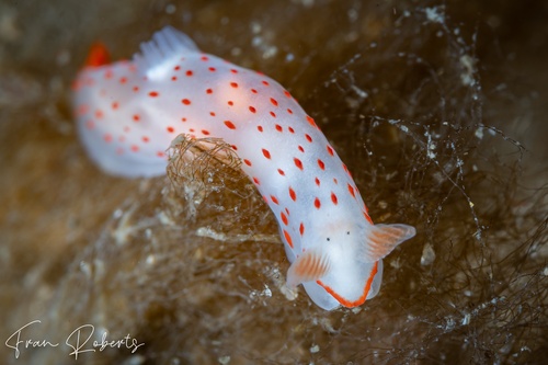 Image of Gymnodoris sp. 2