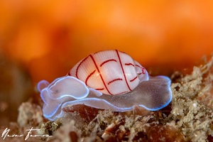 Image of Bullina lineata