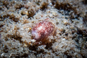 Image of Haminoebulla sp. 1