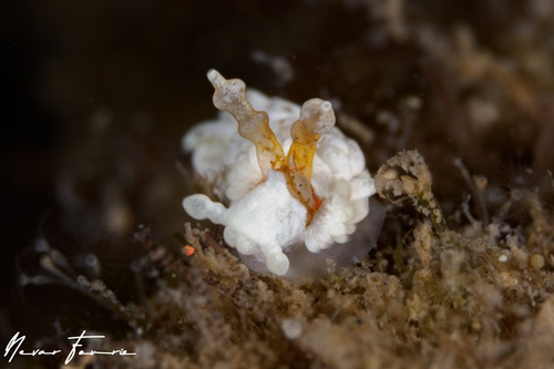 Image of Bulbaeolidia alba