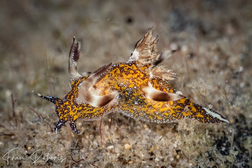 Image of Trapania miltabrancha