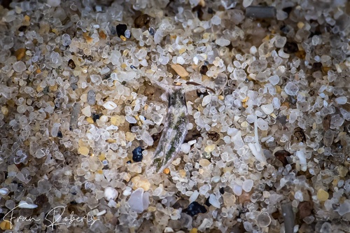 Image of Elysia sp. 29